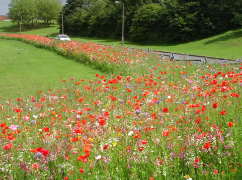 Poppies and wildflowers beside mown grass and a belt of trees.