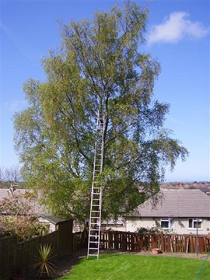 A ladder against a birch in a fenced back garden.